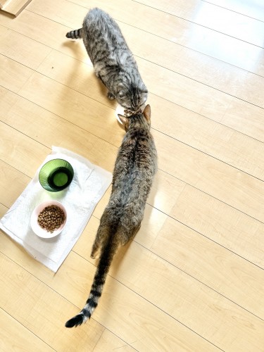 猫ホテルご飯の時間